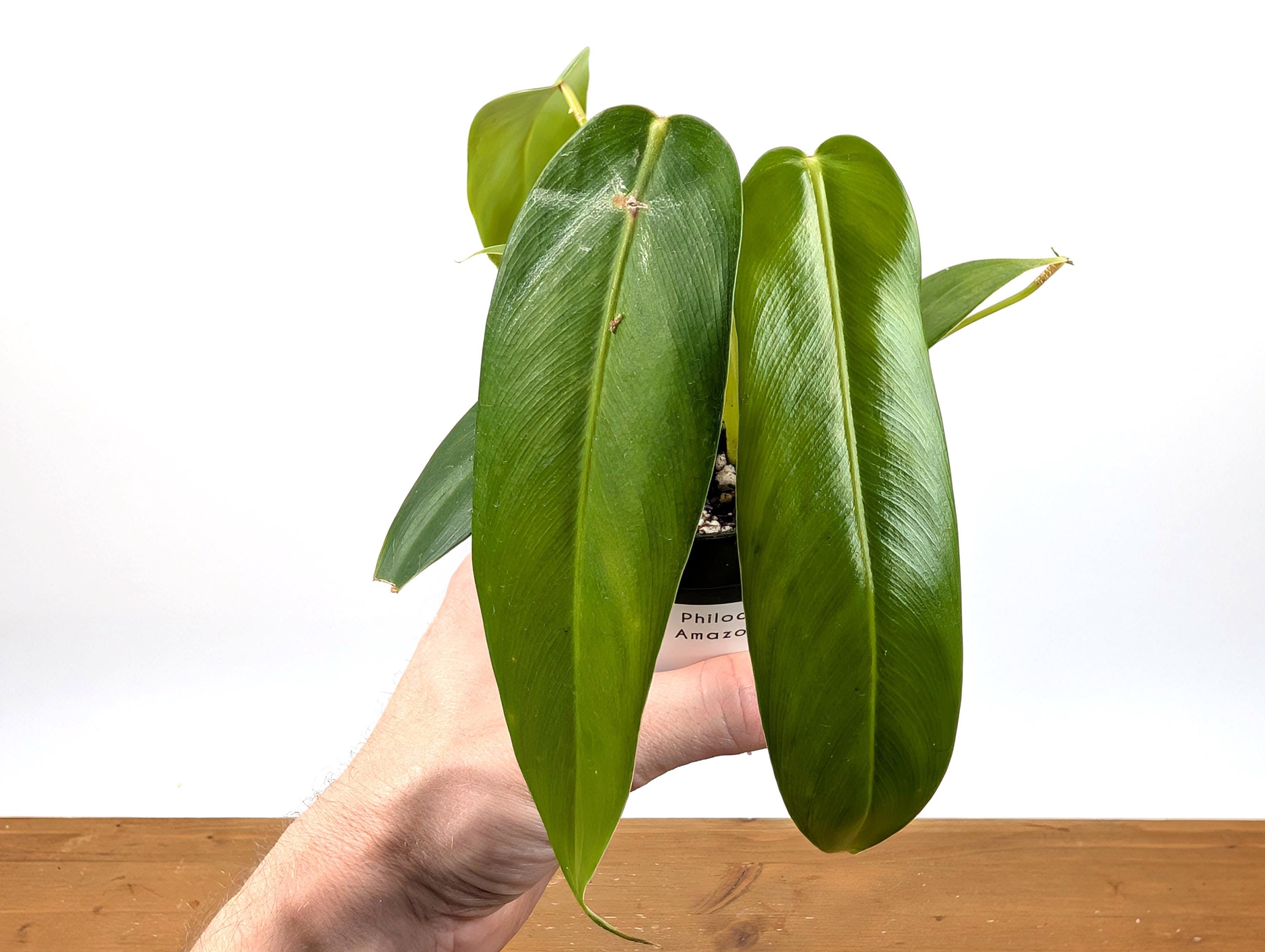 132 Amazon Spirit フィロデンドロン　philodendoron Philodendron Amazon Spirit (patriciae X Spiritus Sancti) - 4