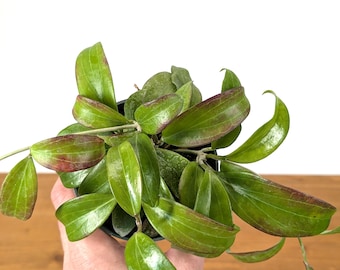 Hoya Merrillii Long Leaf Flowering Hoya in 4 inch pot Easy to Care for Plant with Waxy Succulent-Like Leaves That Can be Sun Stressed