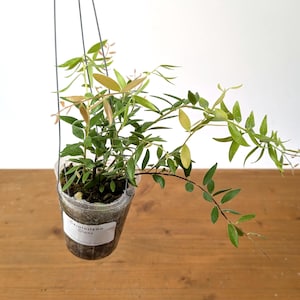 Ceratostema Glans | Assorted 4 Inch Pots