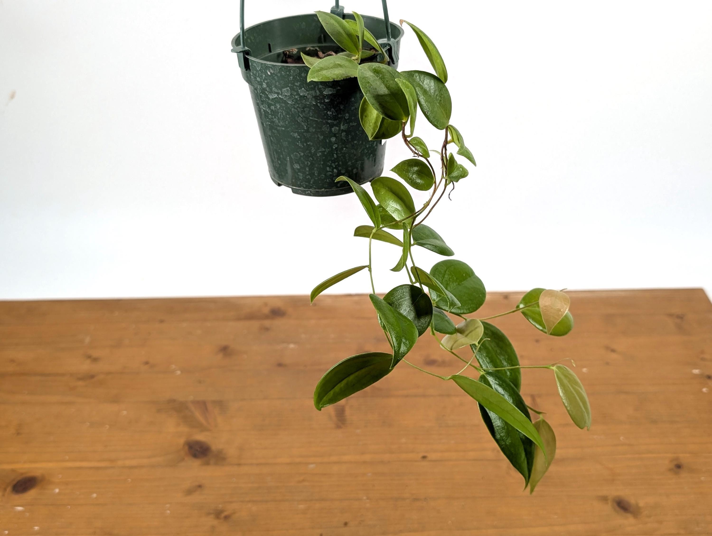 Ceratostema Loucianae 'villosa' an Ecuadorian Pendulous Epiphytic