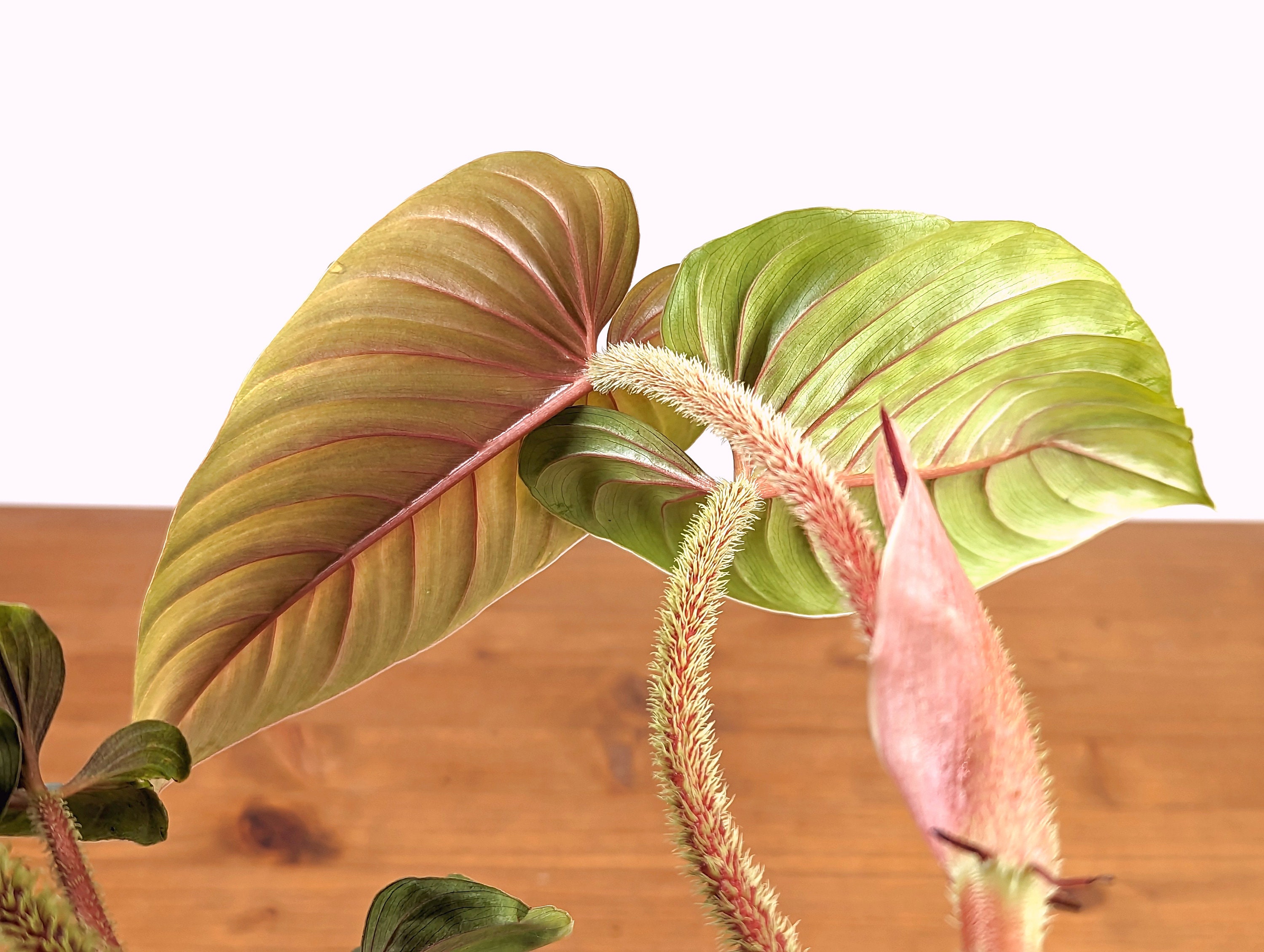 Philodendron Pink Serpens - Live Rare Exotic Plant 4 Inch Pot - Etsy
