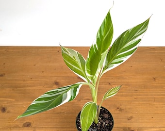 ZZ Raven Pink Variegated Zamioculcas Zamifolia Rooted Stem Rare