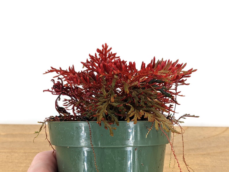 Selaginella Erythropus Ruby Red Club Moss 4 Inch Etsy