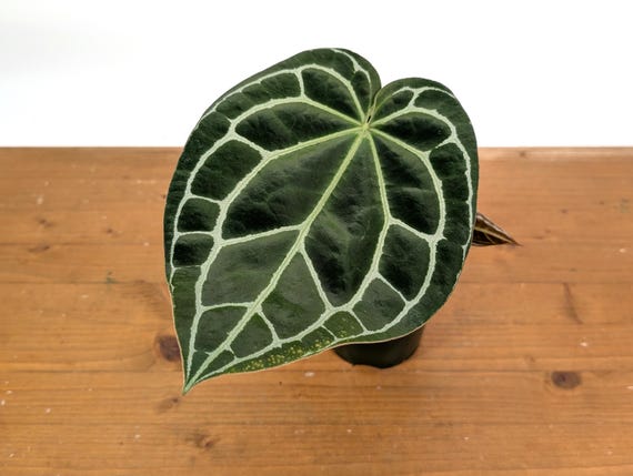 Anthurium Crystallinum - Assorted 4 Inch Pots - Etsy