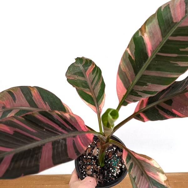 Musa Nono Pink Variegated Banana Tree  - Rare Exotic Tropical Indoor Houseplant with Colorful Striped Fruit