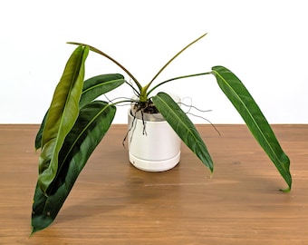 Philodendron Patriciae