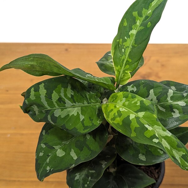 Aglaonema Pictum Tricolor Camoflauge  plant in 4 inch Pot