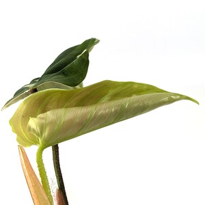 Variegated Philodendron Fuzzy Petiole Starter Plants Exact Plant image 7
