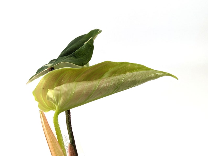 Variegated Philodendron Fuzzy Petiole Starter Plants Exact Plant image 7