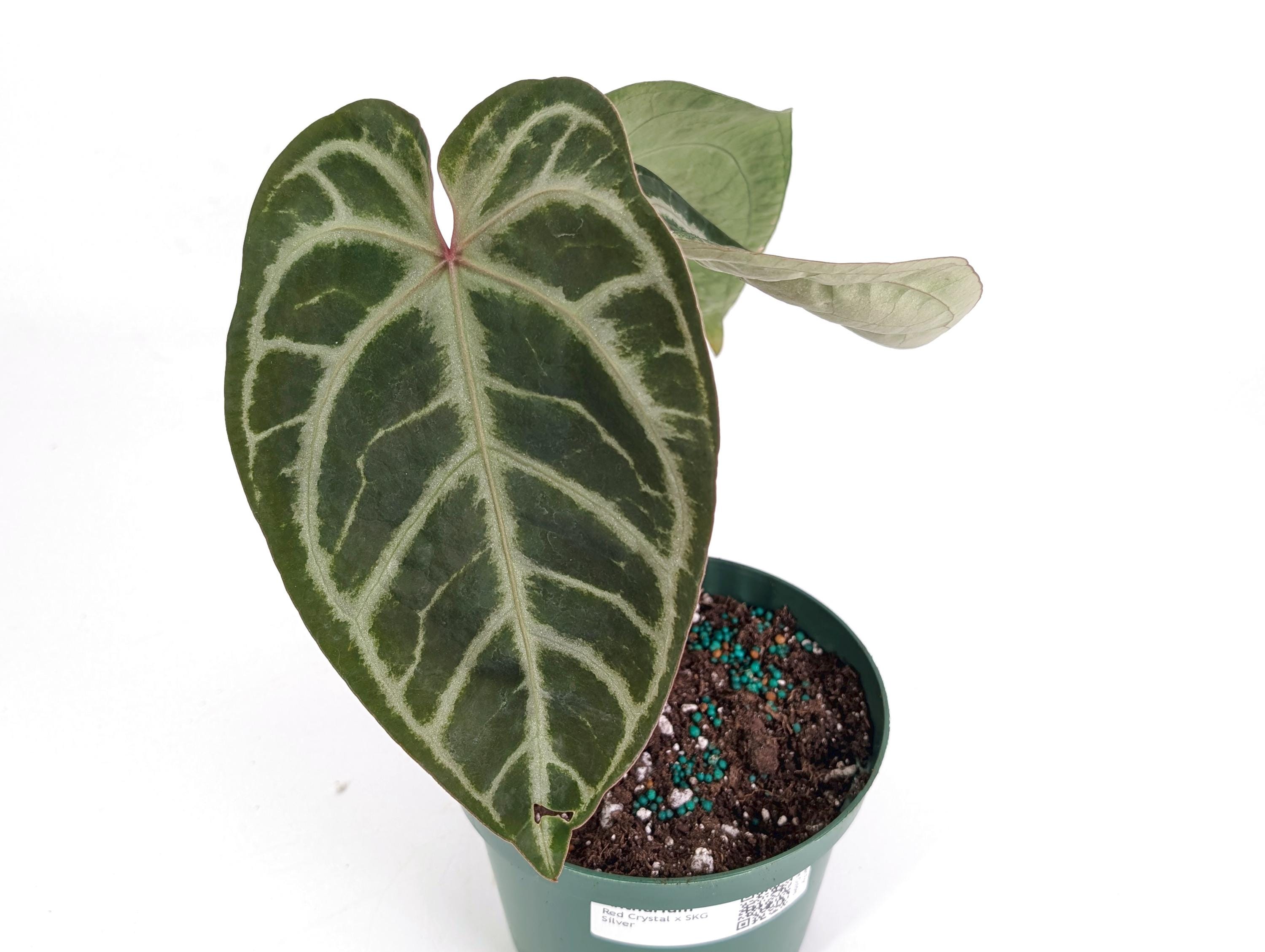 Skg Silver Anthurium - Etsy