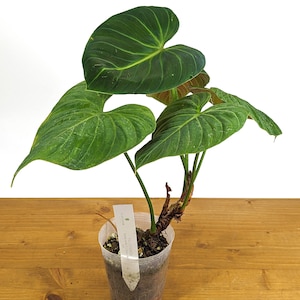 Philodendron El Choco Red P. rubrijuvenile
