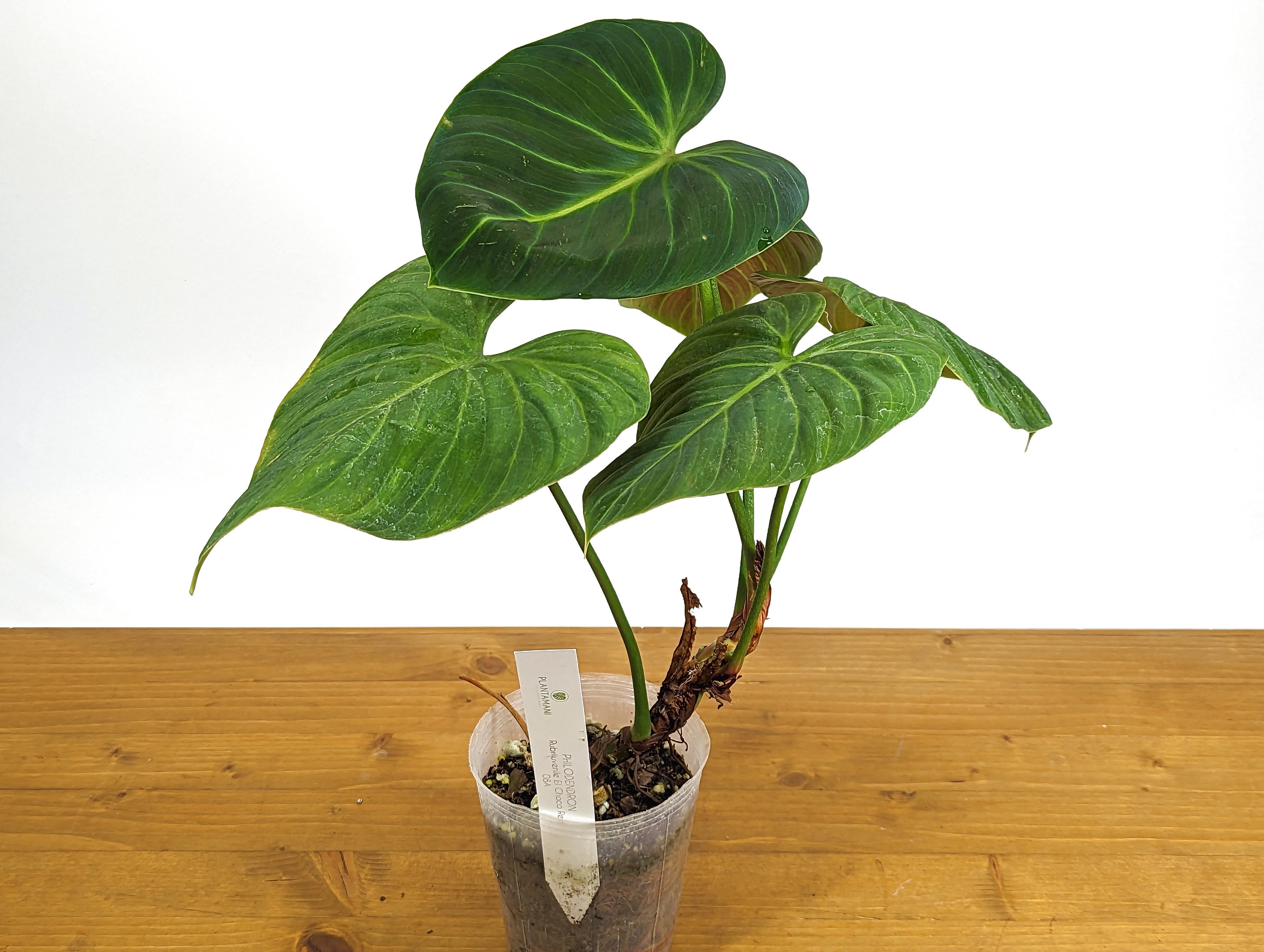 Philodendron El Choco Red Rubrijuvenile - Etsy