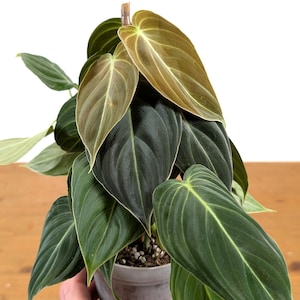 philodendron hybrida white measure pflege Philodendron Birkin ‘White Measure’ main image 0