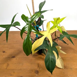 TALL Philodendron Florida Beauty Variegated - Exact Plant Pictured 29G in a 4 Inch Pot