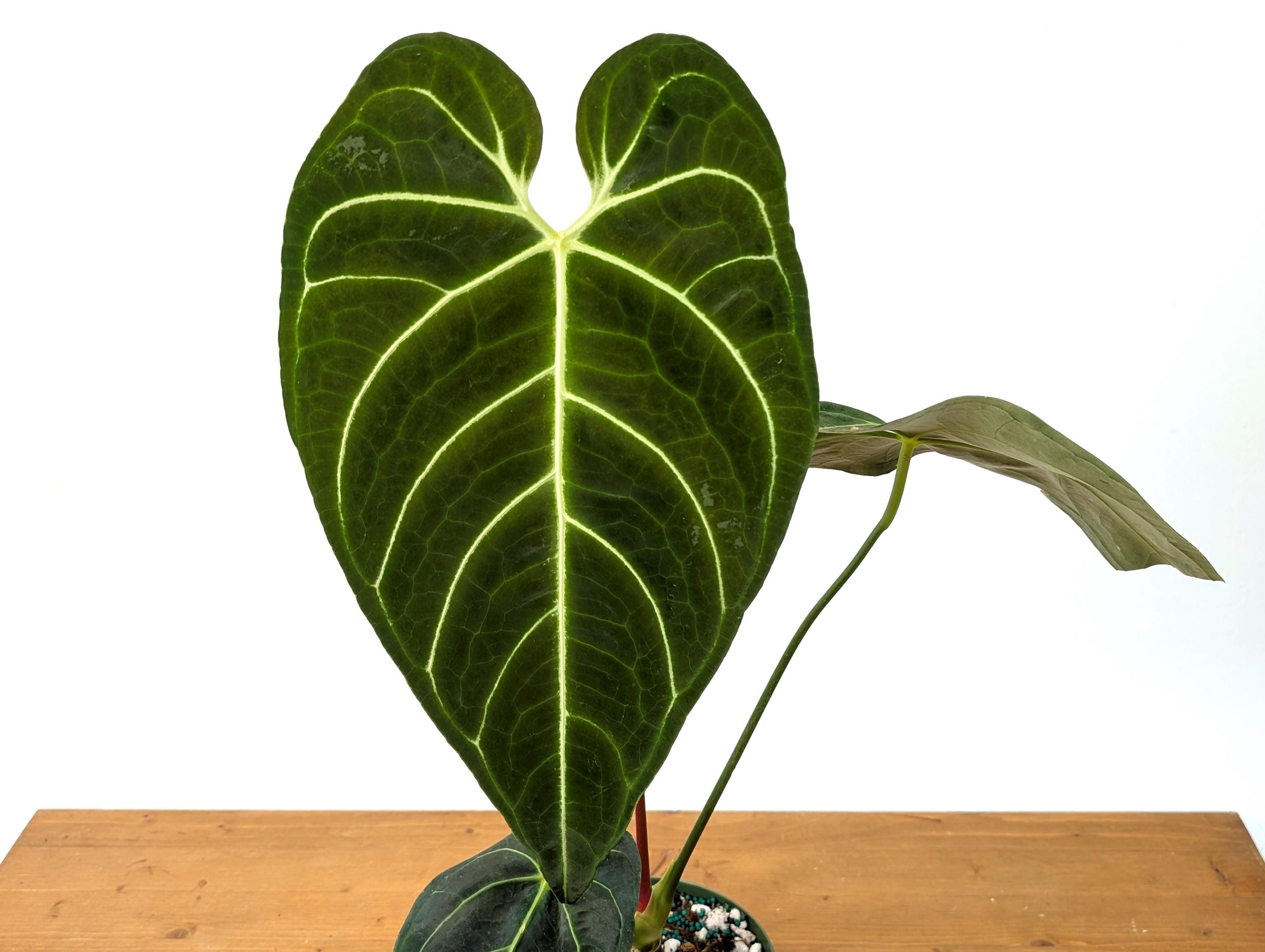 Anthurium Regale - Live Tropical Aroid Houseplant - Multiple Sizes