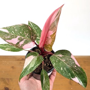 May include: A potted houseplant with large, variegated leaves. The leaves display a mix of green, pink, and white. The plant is in a black pot, and the background is a plain white. The plant is on a wooden surface.