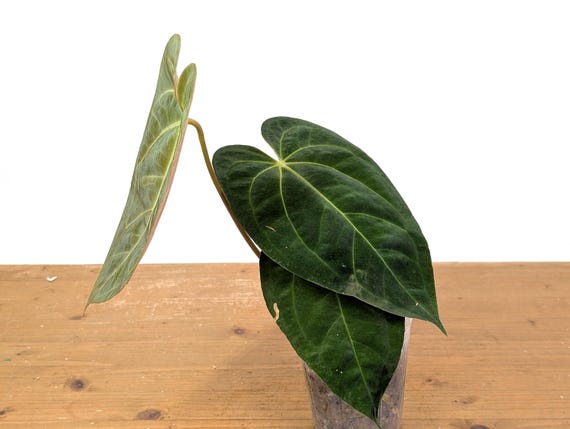 Anthurium Crystallinum X Papillilaminum 'deborah Ward' Live Plant