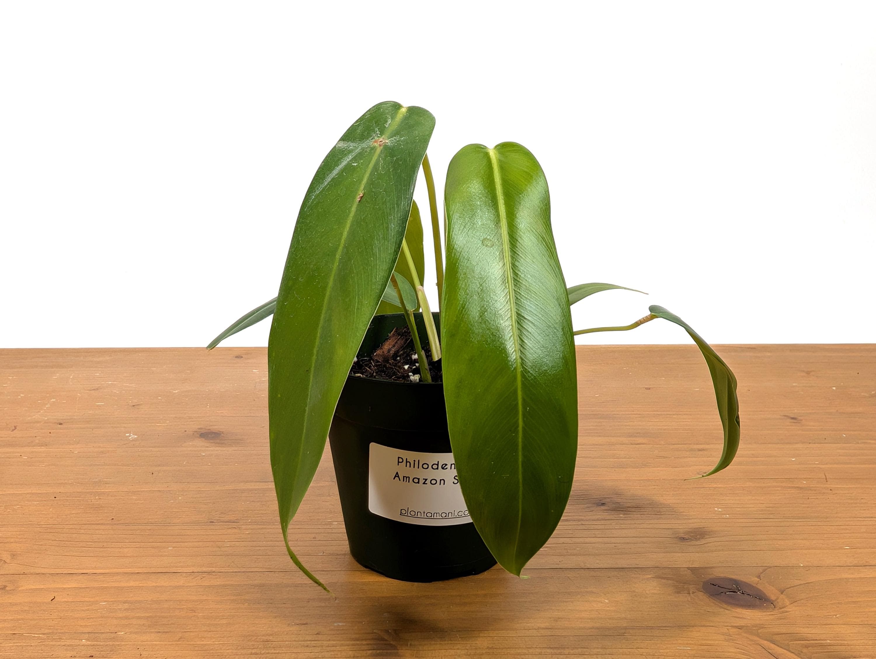 Philodendron Amazon Spirit (Patriciae x Spiritus Sancti) - 4 inch