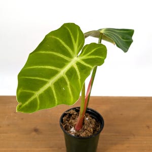 Philodendron luxurians Rare Aroid | 4 Inch Pot