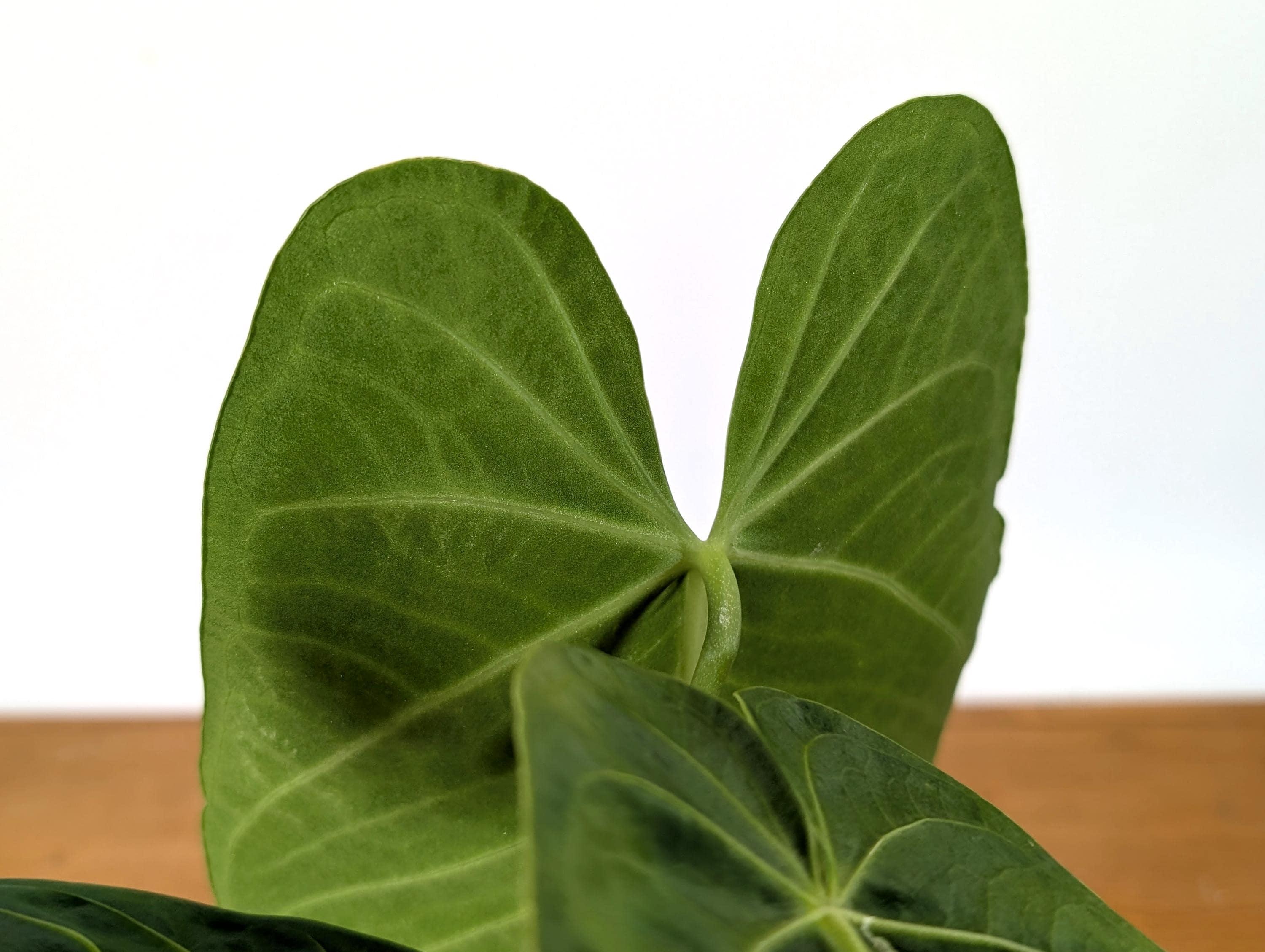 ficus bonsai substrat Ficus microcarpa 'Ginseng'