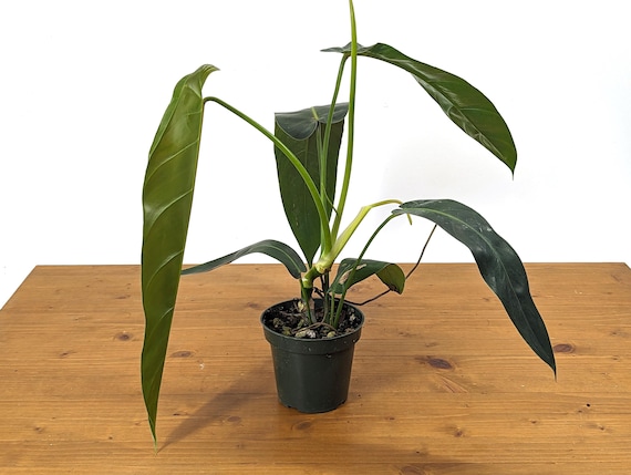 varigated pothos Golden Pothos | Easy, Beginner-Friendly Houseplants
