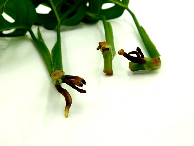 Monstera Adansonii Swiss Cheese Plant Cuttings Propagate