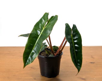 Philodendron Billietiae - Outdoor or Indoor Home & Office Decor Easy Care in 4" or 6" pot