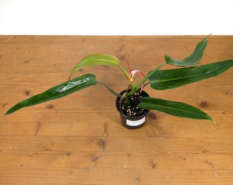 Philodendron Bicolor - Etsy