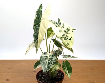 Alocasia Frydek Variegated Colorful Unique Leaf Patterns -