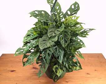 Monstera adansonii Swiss Cheese Vining Plant in 8 inch Hanging Basket Wide Form