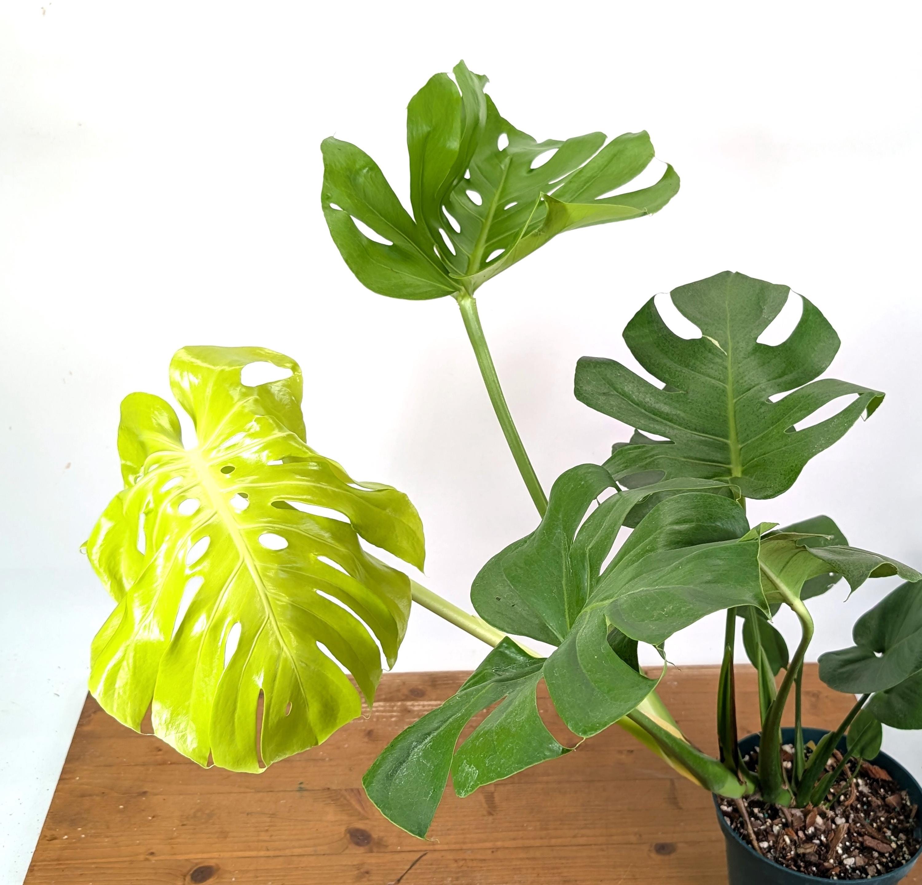 Monstera Lemon Lime - Etsy