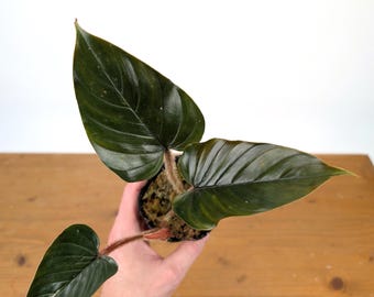 Philodendron Squamicaule Blood Rooted Plant - Etsy