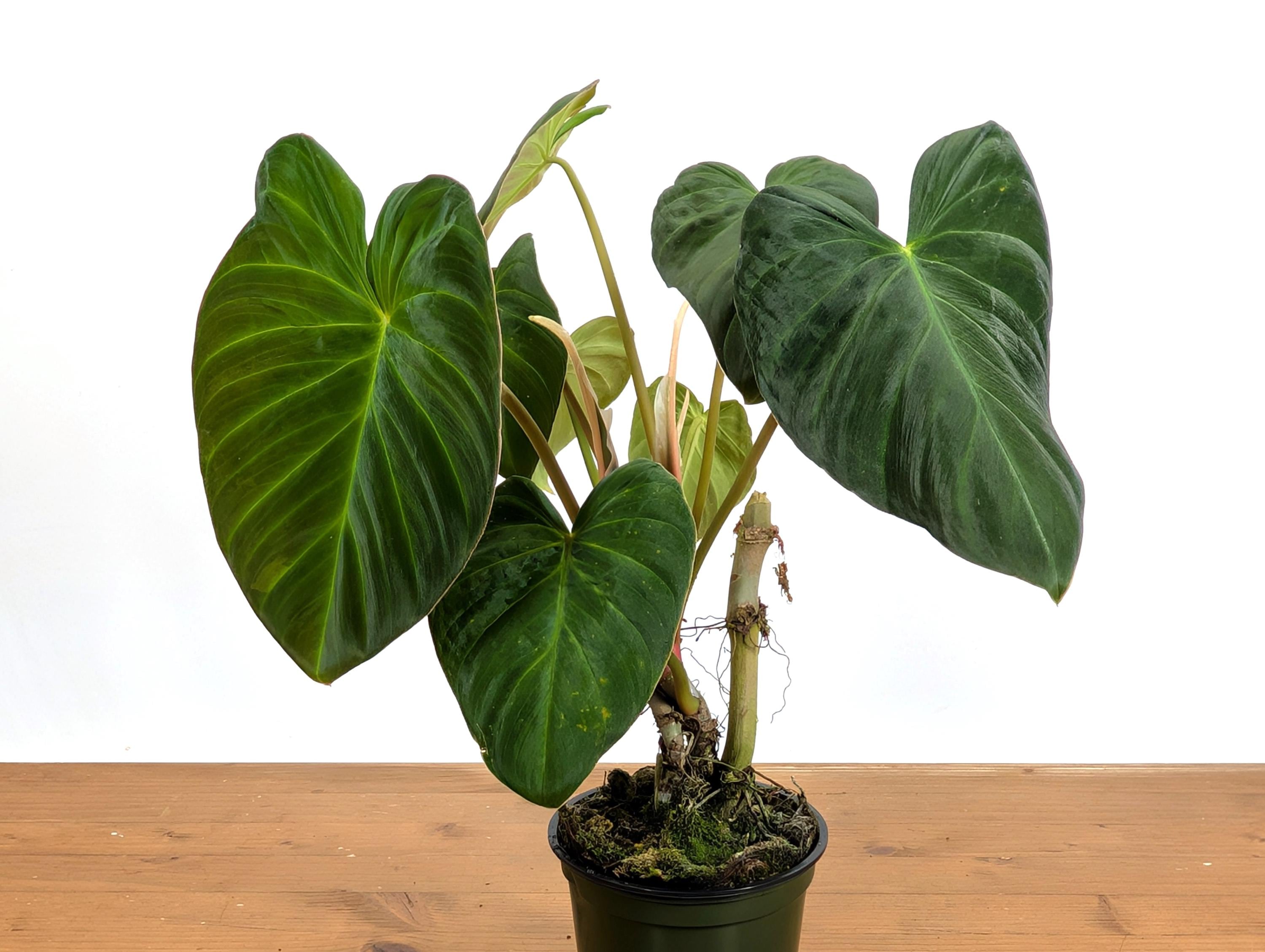 Philodendron Pseudoverrucosum - 4 Inch Pots - Etsy