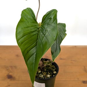 black imperial philodendron Philodendron Imperial Red – Easy Indoor Plant Cairo & Giza