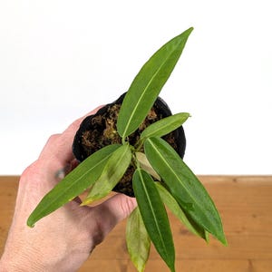 Anthurium Pallidiflorum - Strap Leaf Live Tropical Aroid Plant image 7