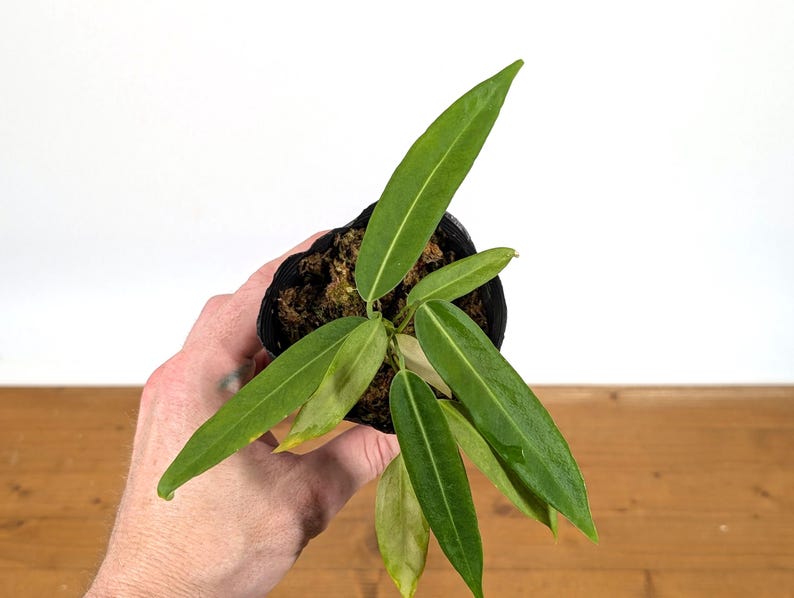 Anthurium Pallidiflorum - Strap Leaf Live Tropical Aroid Plant image 7