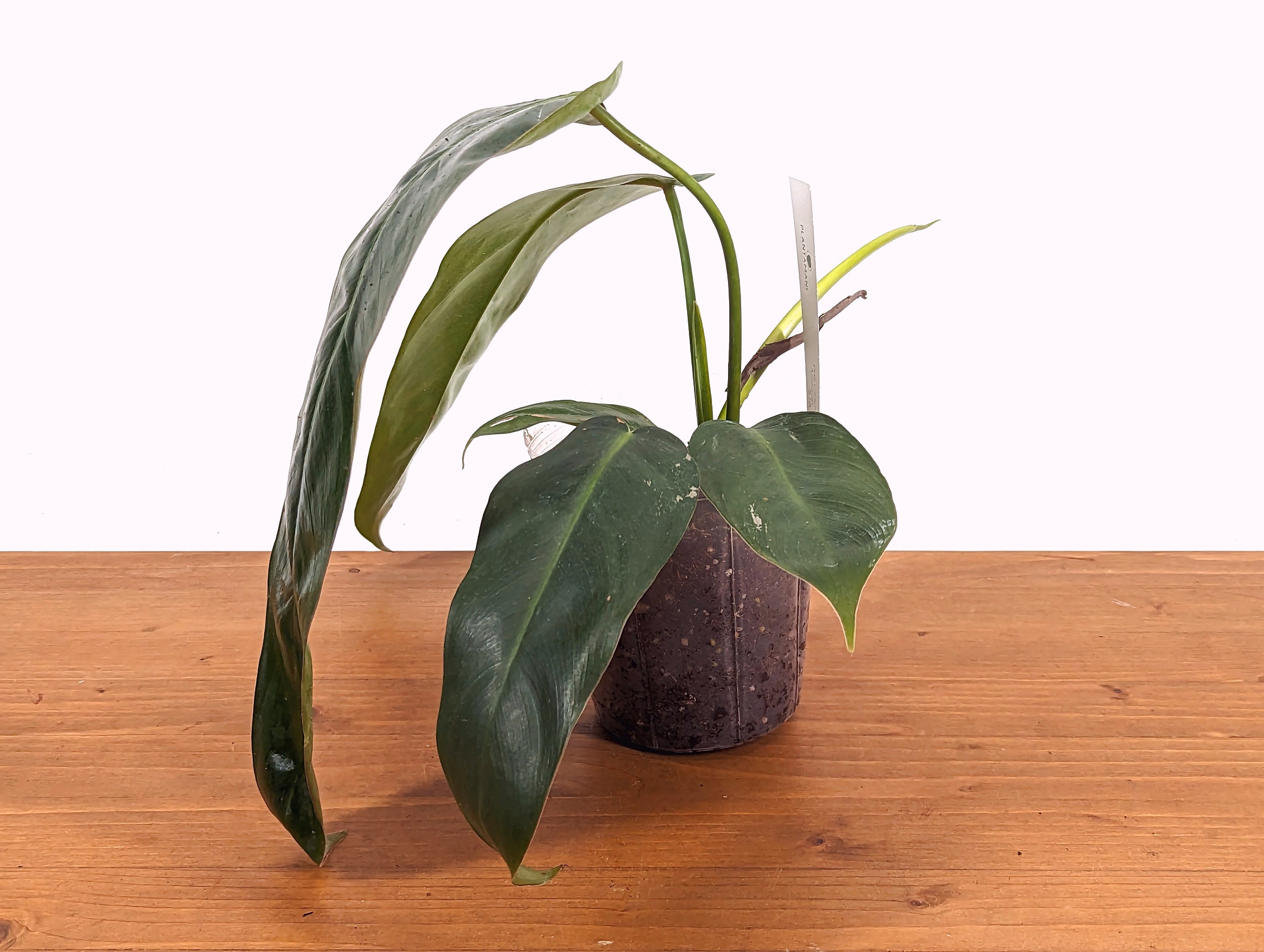 132 Amazon Spirit フィロデンドロン　philodendoron 132 Amazon Spirit フィロデンドロン philodendoron Philodendron