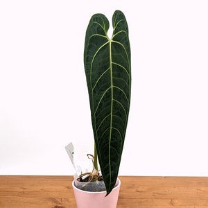 K&ouml;nnte beinhalten: Eine dunkelgr&uuml;ne Anthurium-Pflanze mit einem einzigen gro&szlig;en herzf&ouml;rmigen Blatt in einem rosafarbenen Topf. Die Pflanze steht auf einer Holzoberfl&auml;che.