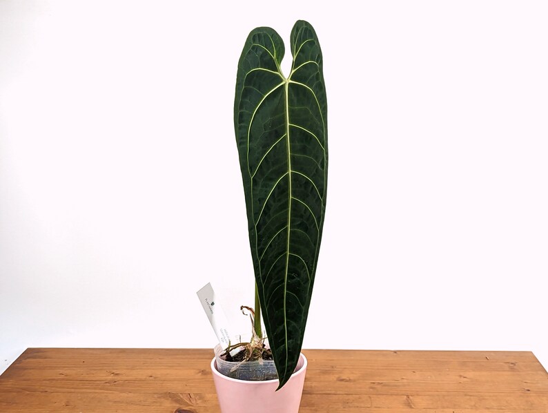K&ouml;nnte beinhalten: Eine dunkelgr&uuml;ne Anthurium-Pflanze mit einem einzigen gro&szlig;en herzf&ouml;rmigen Blatt in einem rosafarbenen Topf. Die Pflanze steht auf einer Holzoberfl&auml;che.