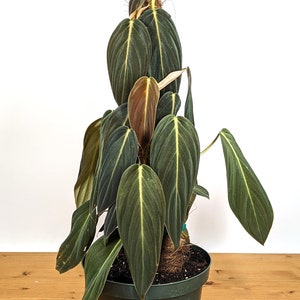 Philodendron Gigas FREE Shipping Eligible