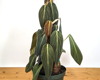 Philodendron Gigas FREE Shipping Eligible