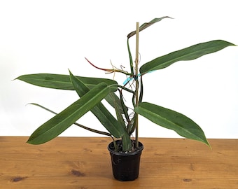 Philodendron Bicolor