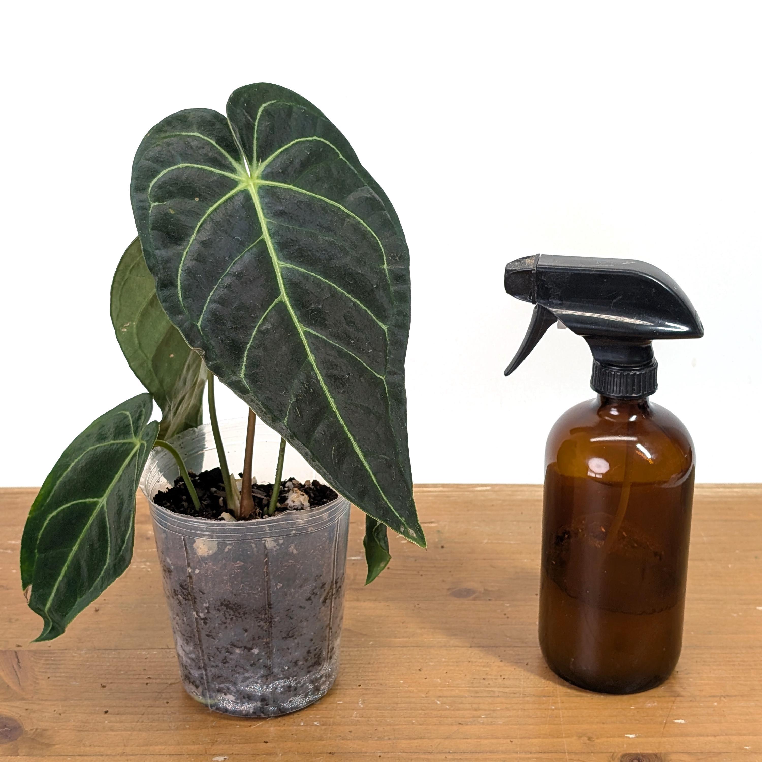 Anthurium Regale Pot Size: 4