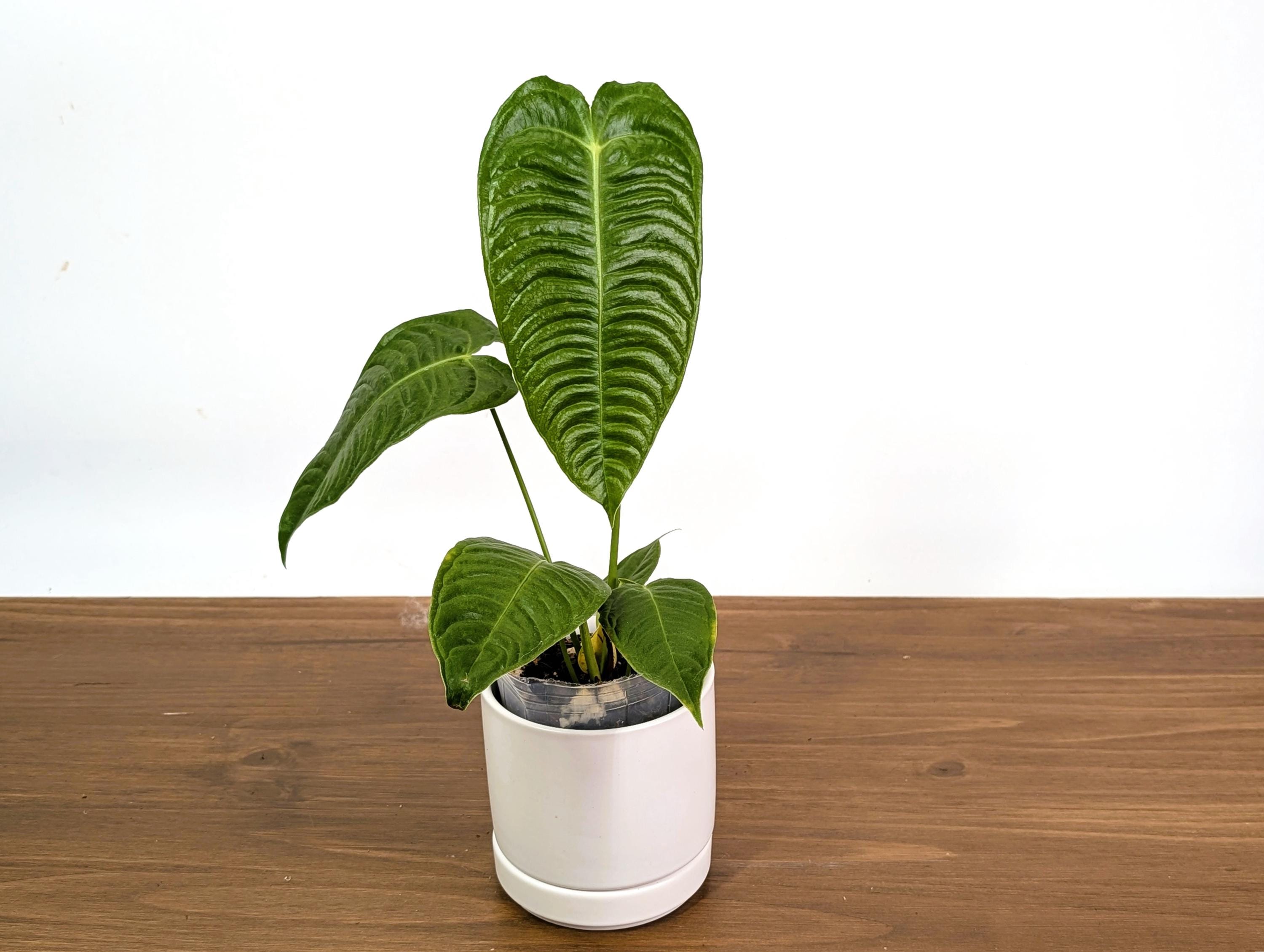 Anthurium Veitchii 'king' - Live Tropical Houseplant Indoor Aroid