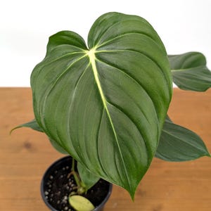 canada philodendron Philodendron gloriosum x melanochrysum