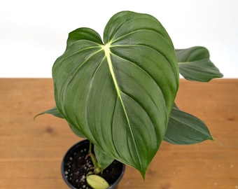 Philodendron McDowell | Climbing/Creeping Aroid Houseplant in 4 Inch Pot