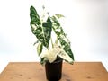 Variegated Alocasia Frydek - High Color Plants Amazing Patterns