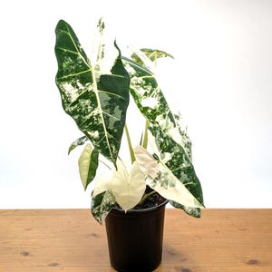 Variegated Alocasia Frydek - High Color Plants Amazing Patterns