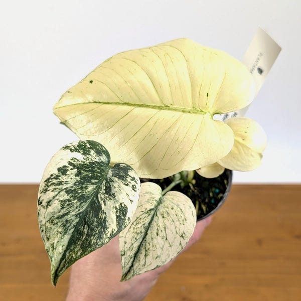 Monstera White Monster