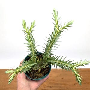 Huperzia Goebelii | Blue Tassel Fern | Goebel&#39;s Clubmoss | 4 inch pot rooted Live Houseplant (formerly Lycopodium)